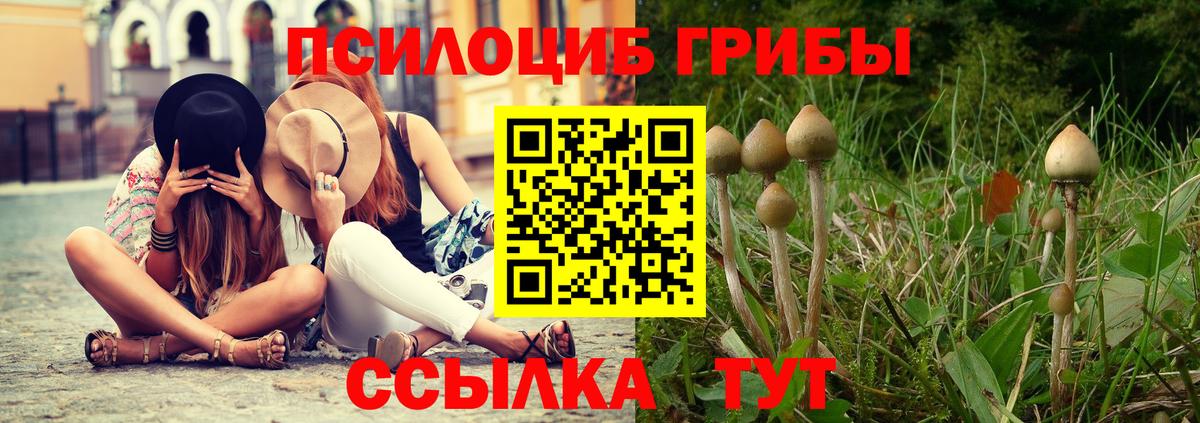 Псилоцибиновые грибы Psilocybe Богородск